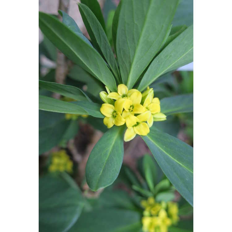 Daphne pseudomezereum