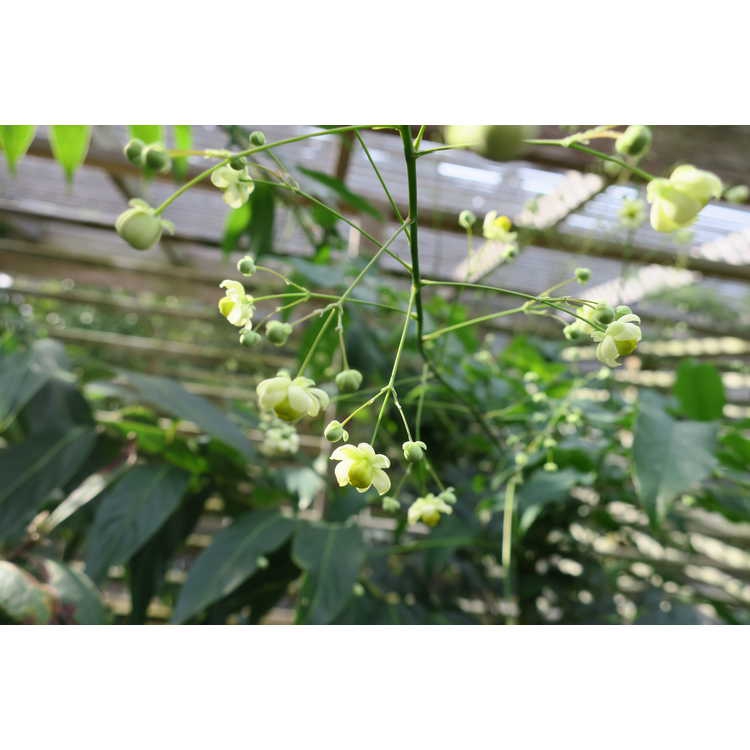 Mahonia ilicina