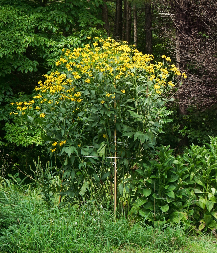 7.5 ft coneflower