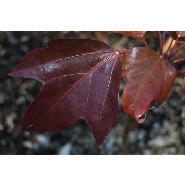 Dendropanax trifidus