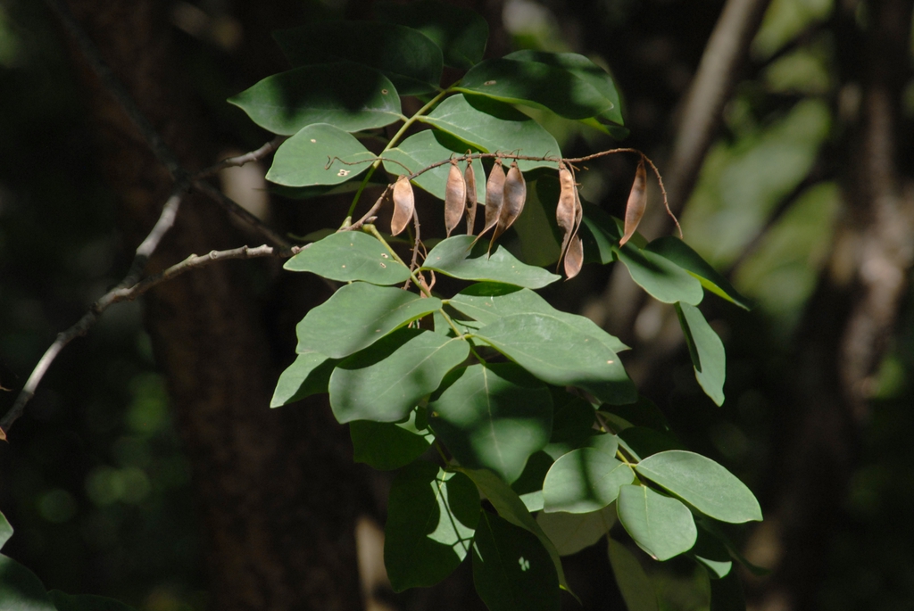Maackia amurensis