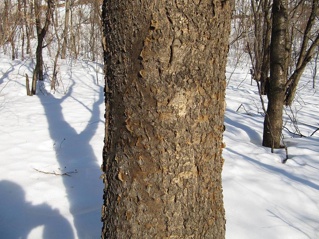 Bark