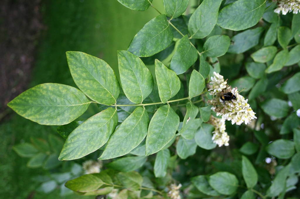 Compound leaves