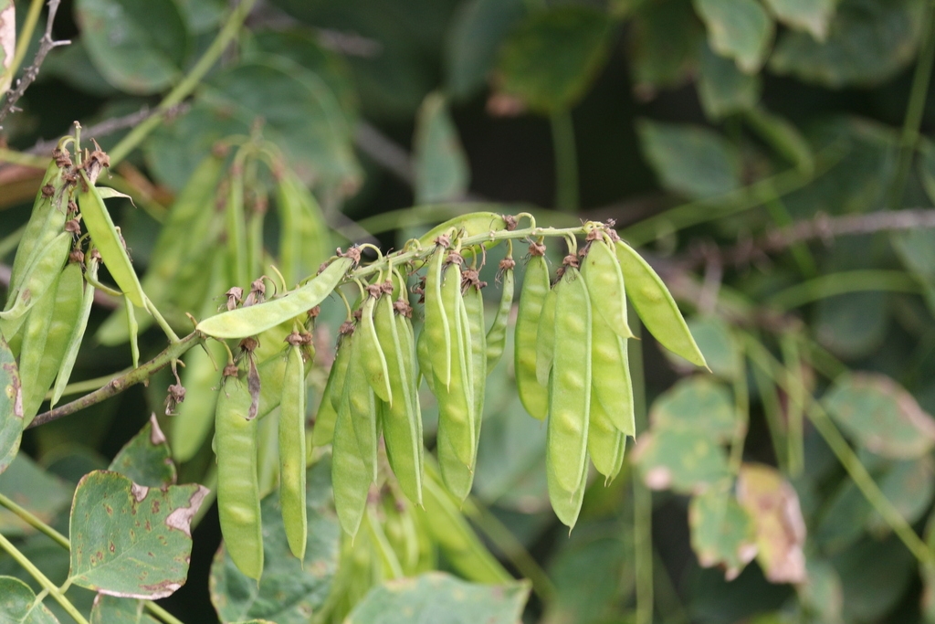 Legumes in July in China