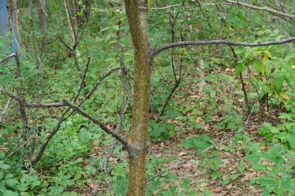 Trunk
