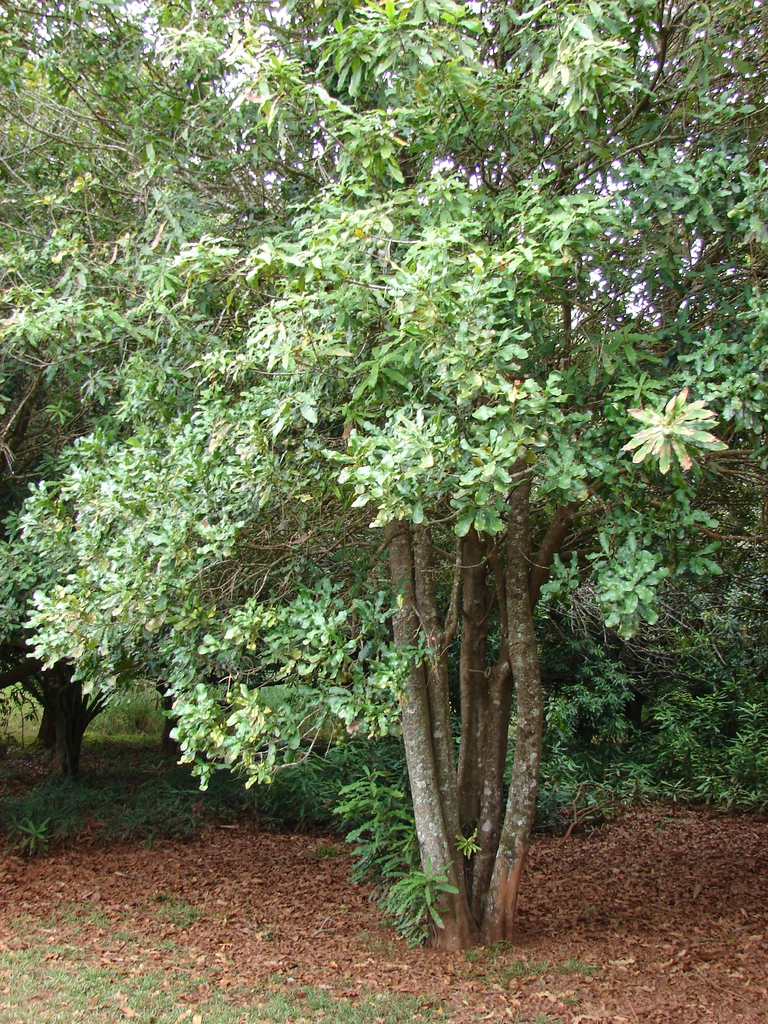 Form