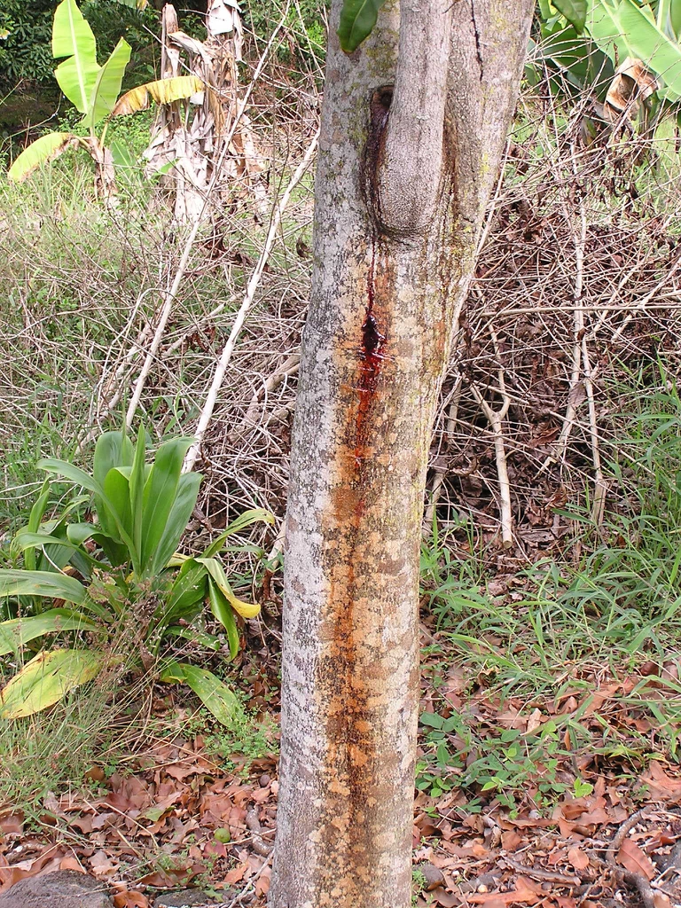 Bark