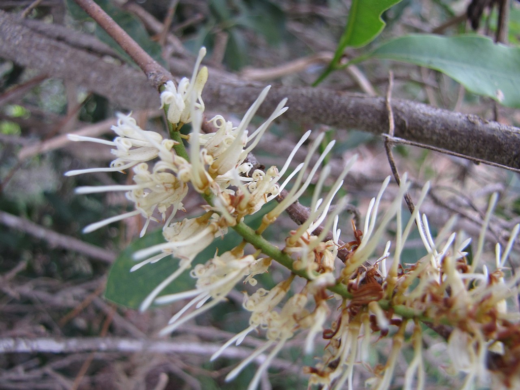 Close up of flower