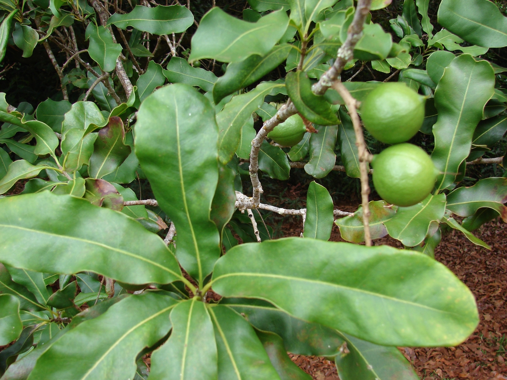 Leaves