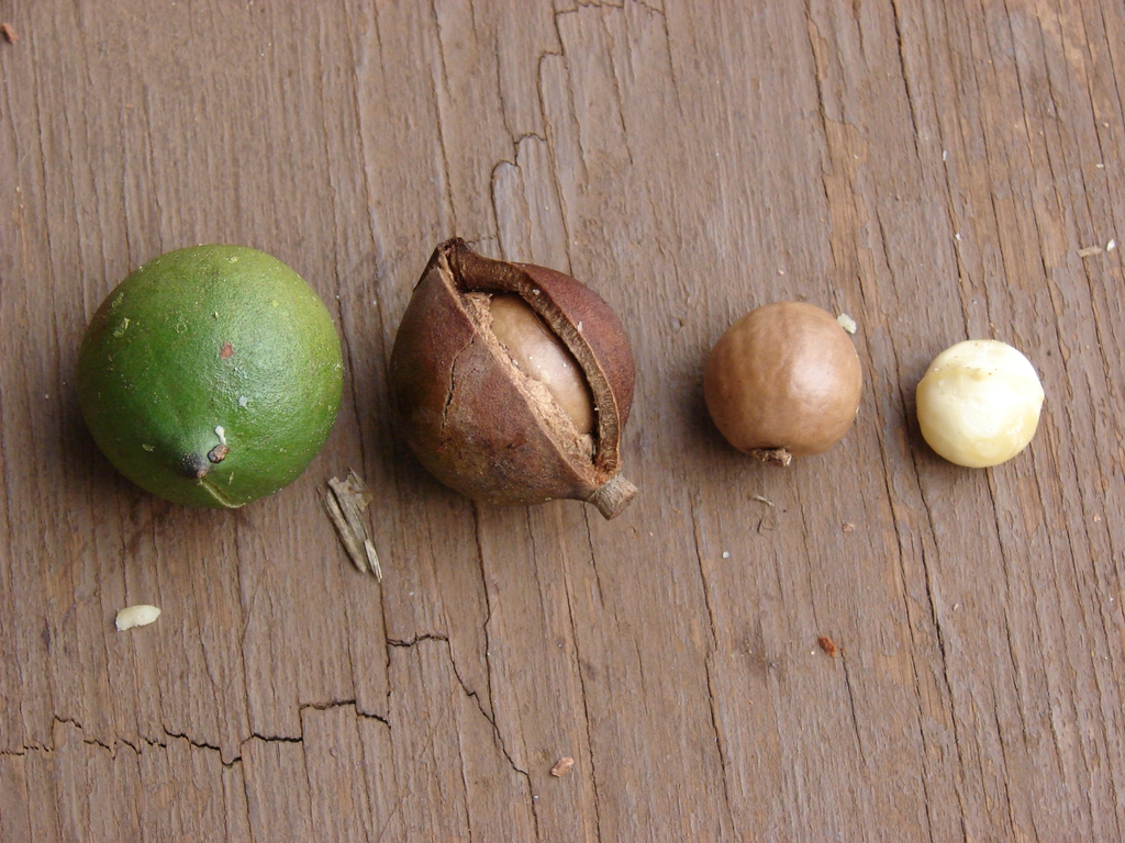 Stages of the fruit