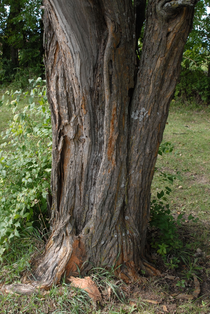 Bark
