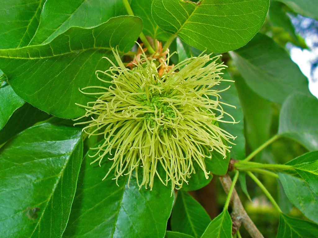 Flower
