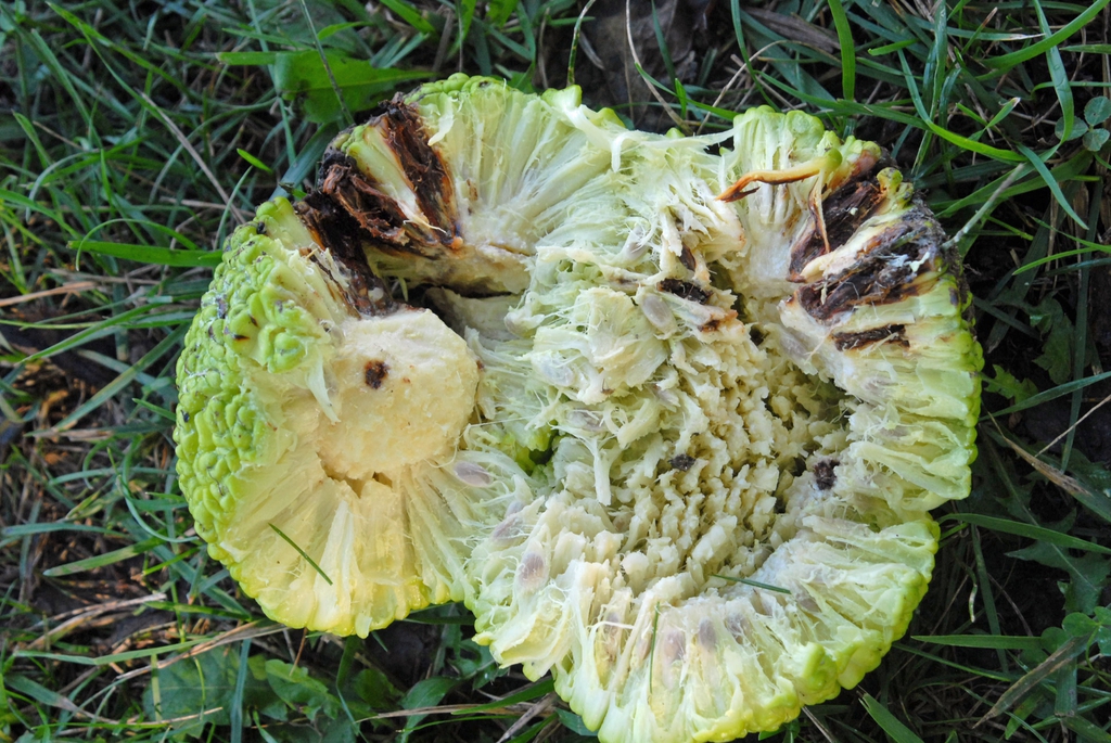 Fruit Dissected