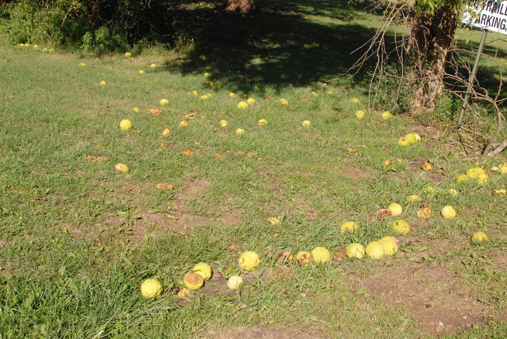 Fallen Fruit
