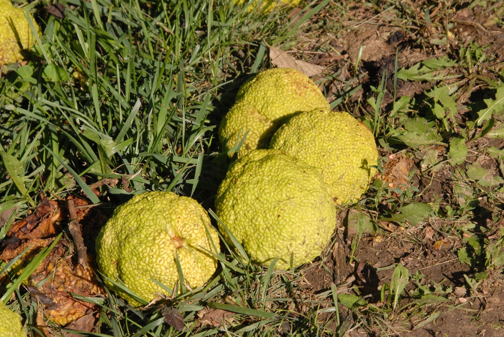 Fruits