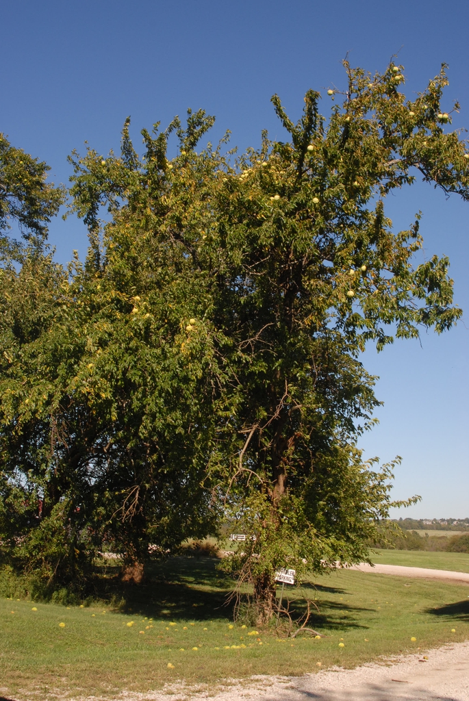 Tree with Fruit