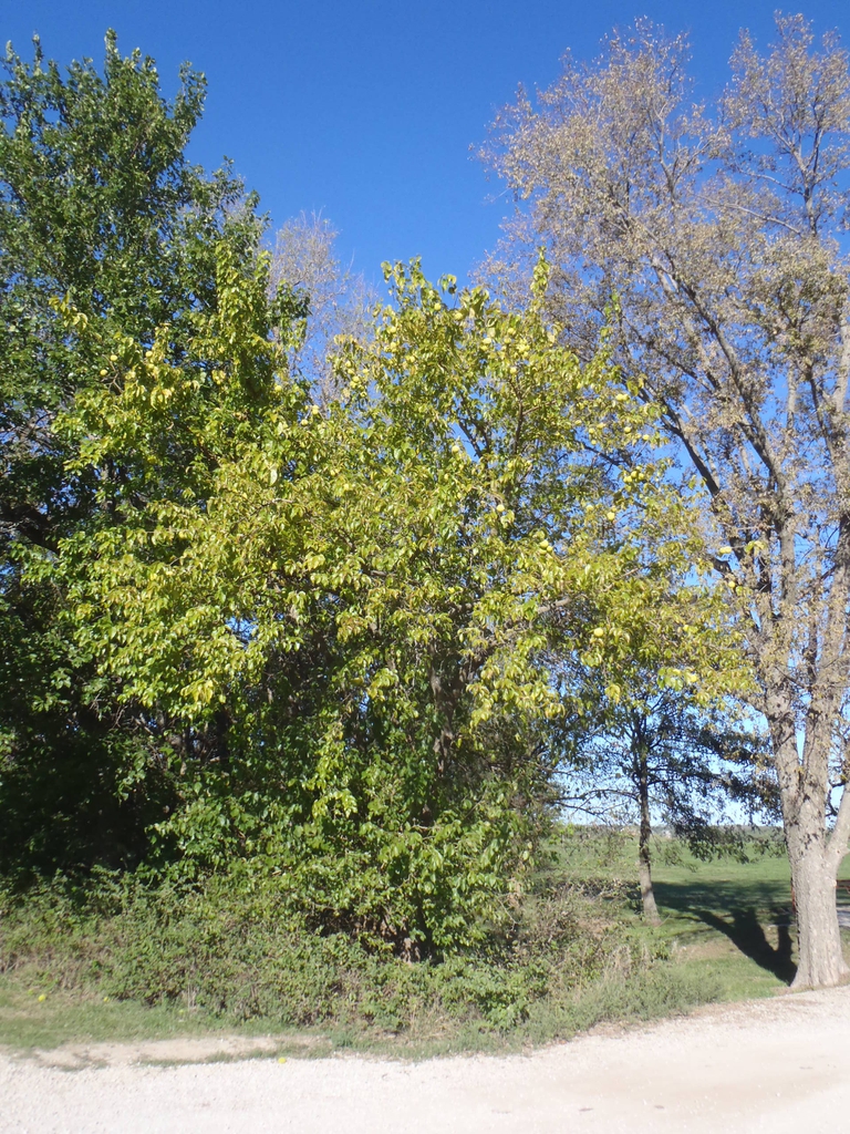 Maclura pomifera