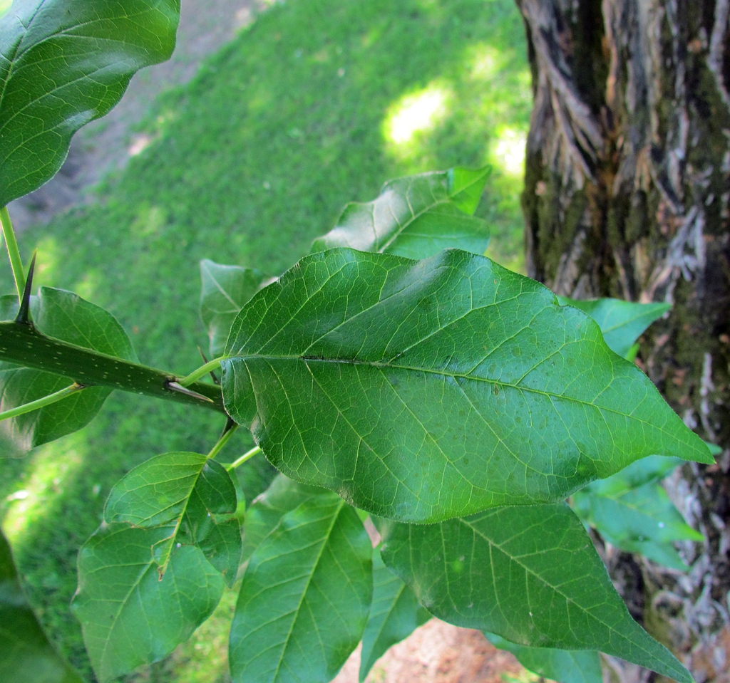 Leaves and spines