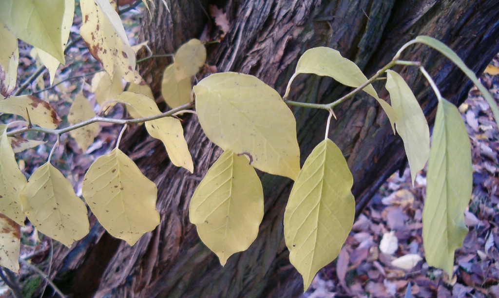 Yellow fall color and thorns.
