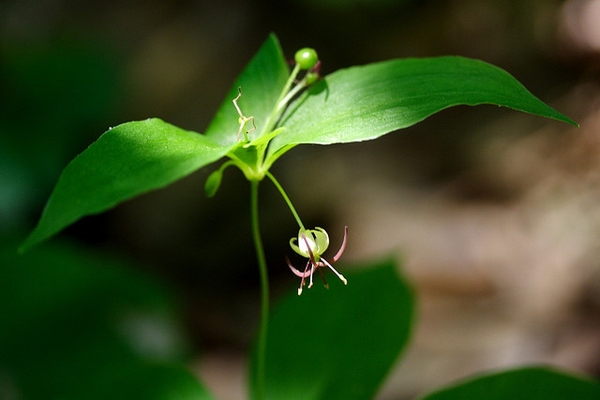 Madeola virginiana