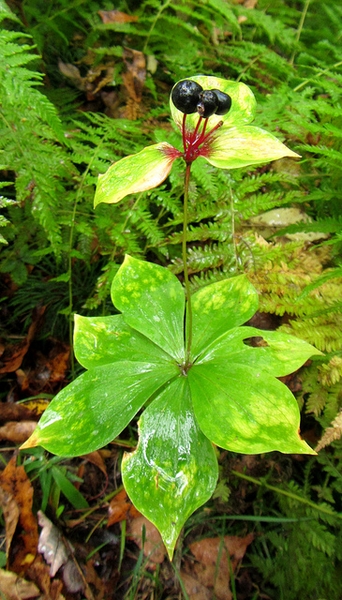 Madeola virginiana