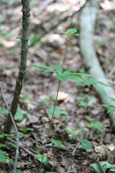Madeola virginiana