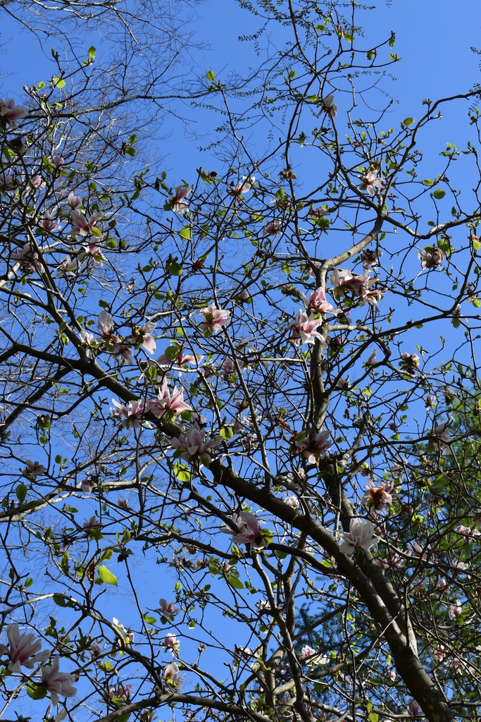 Magnolia 'Archangel' Flowers March Warren County