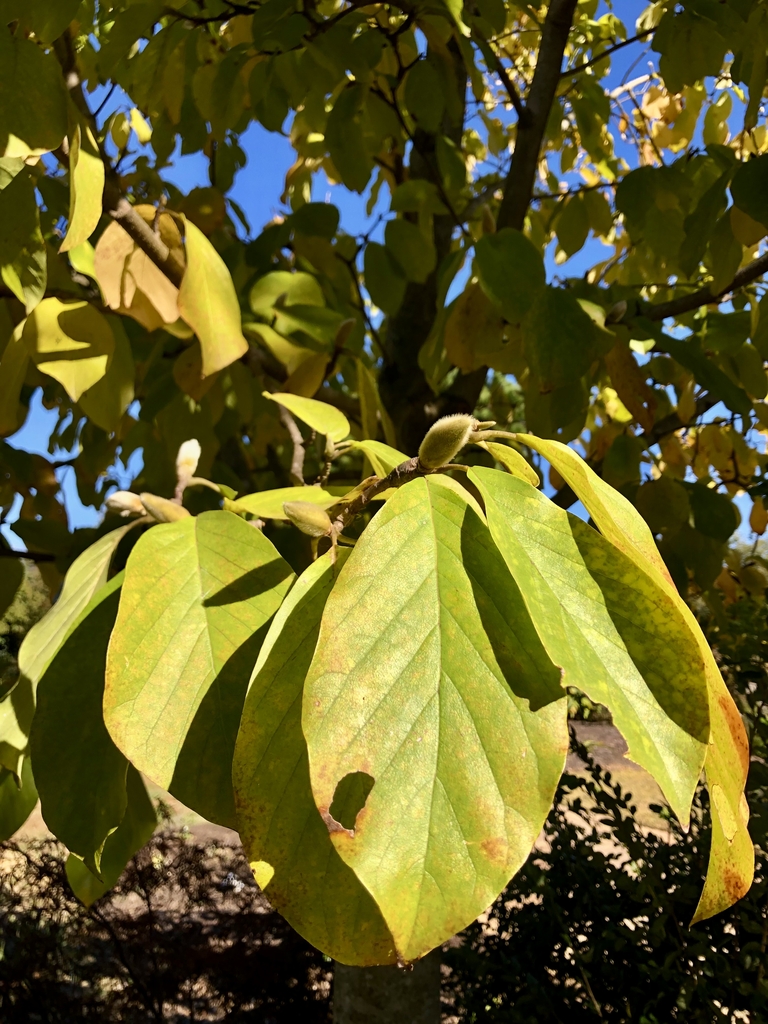 'Goldfinch' Leaves - November - Wake Co., NC