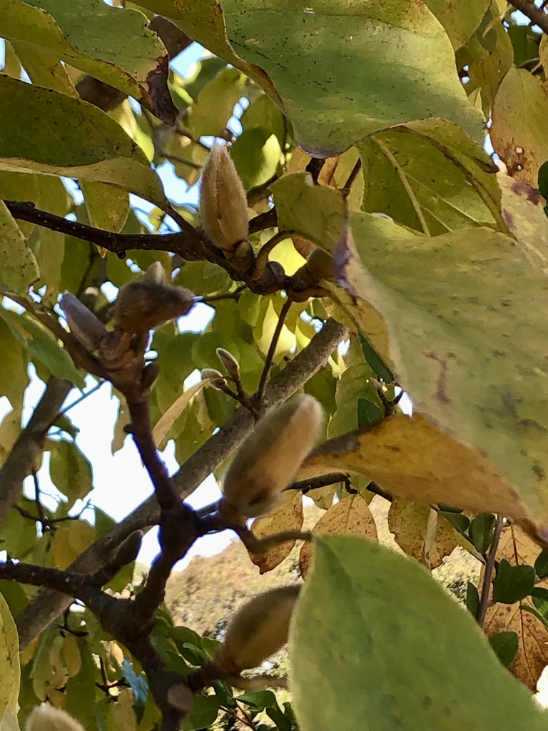 'Goldfinch' Buds - November - Wake Co., NC
