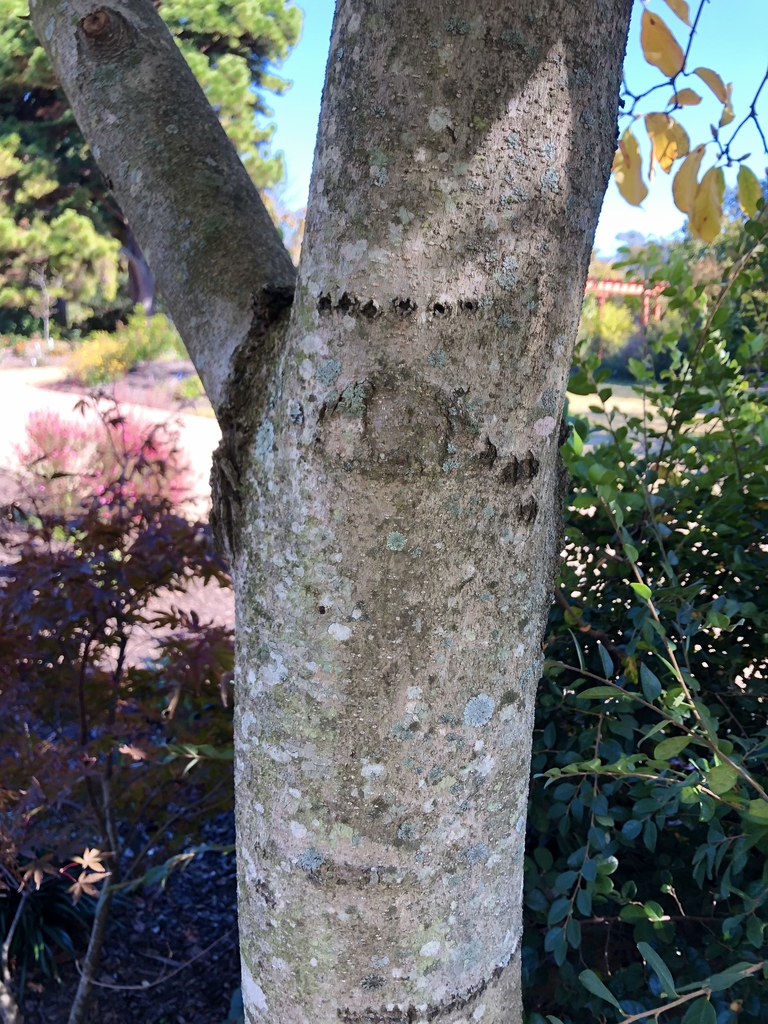 'Goldfinch' Bark - November - Wake Co., NC