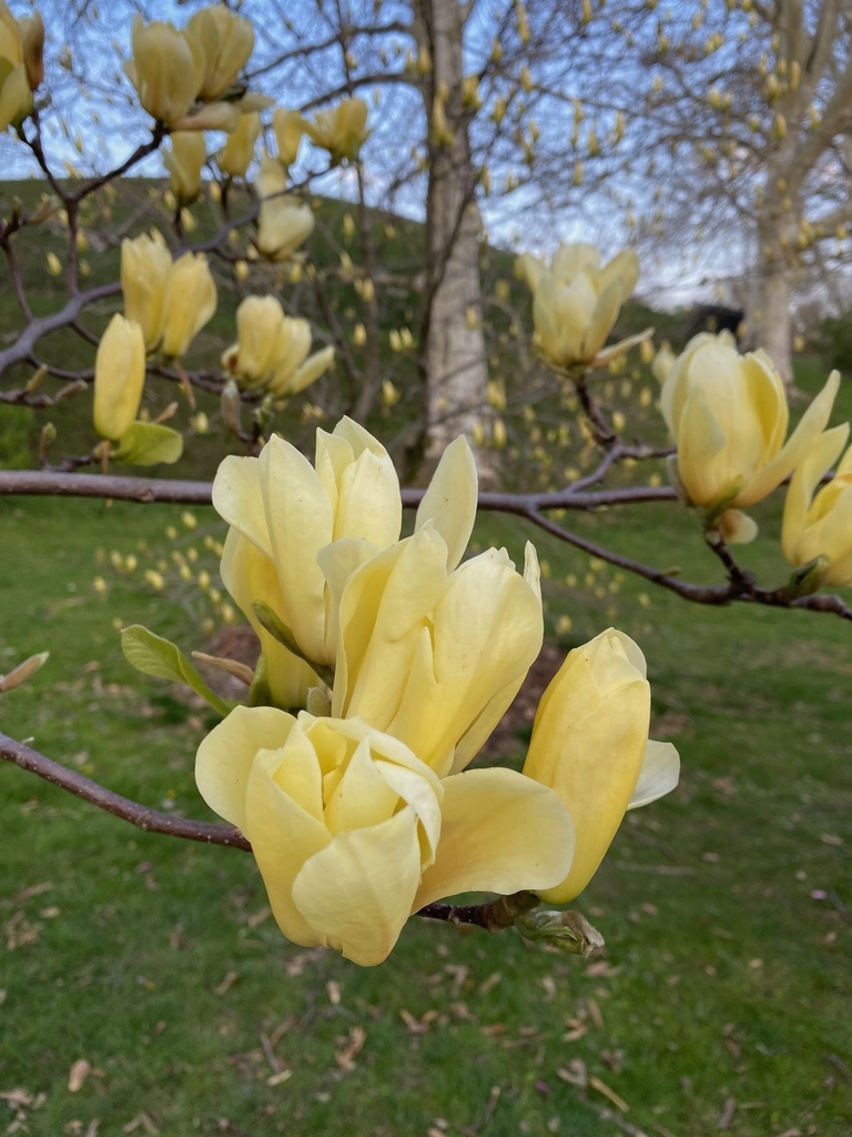 Flower in Monroe Co., NY - Spring
