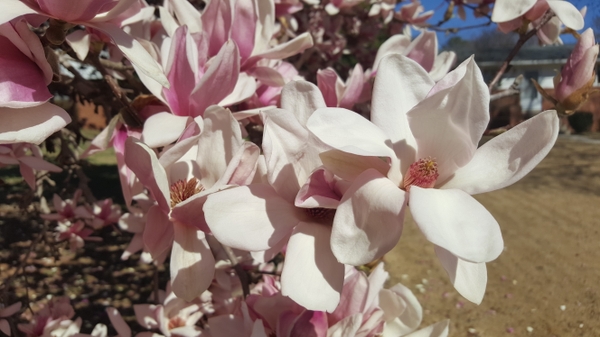 Magnolia liliflora