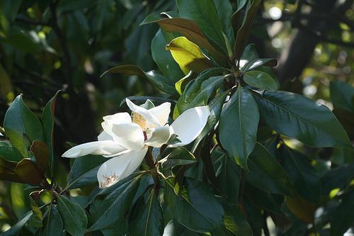 Magnolia grandiflora