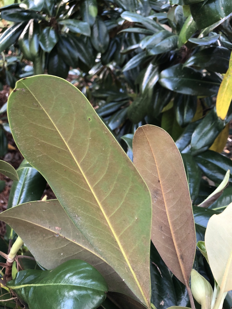 Underside of large leaves are fuzzy and coppery-brown