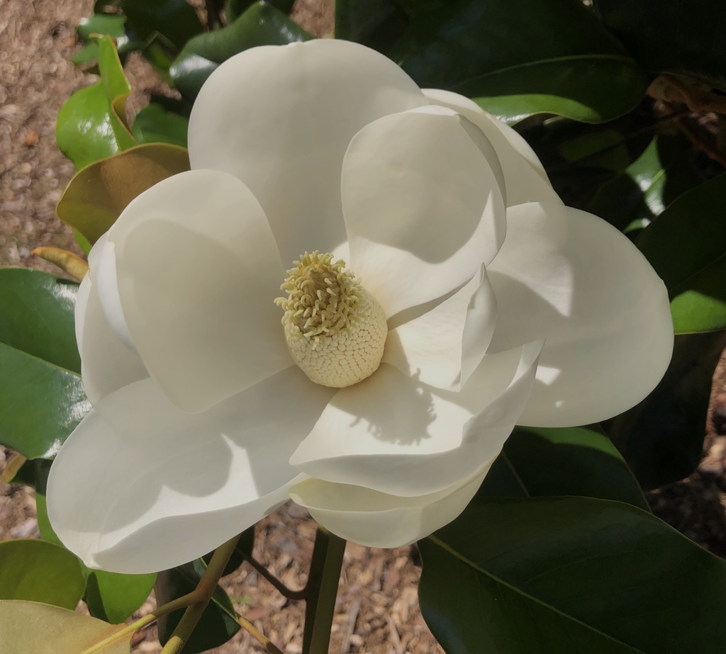 Large cup shaped. flowers with 6-12 petals and three sepals