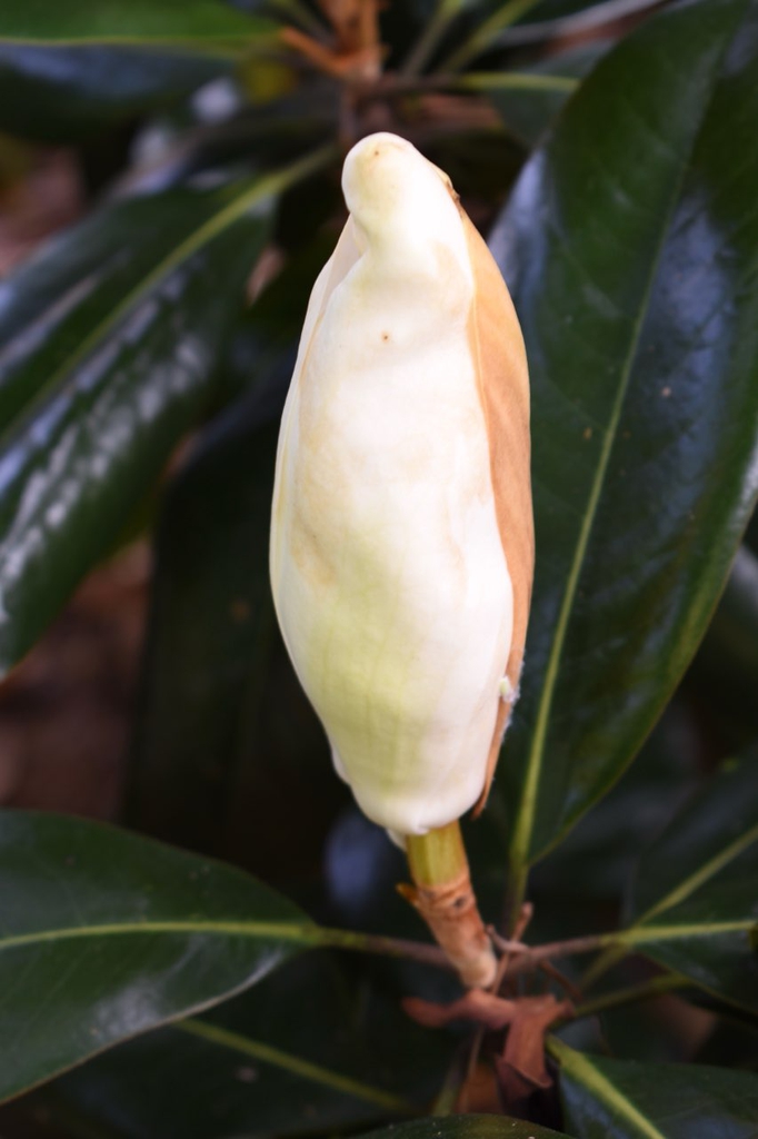 Flower bud with a brown sepal showing which protects the flower.
