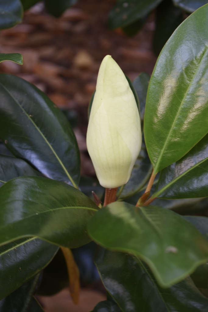 tightly wound white flower bud