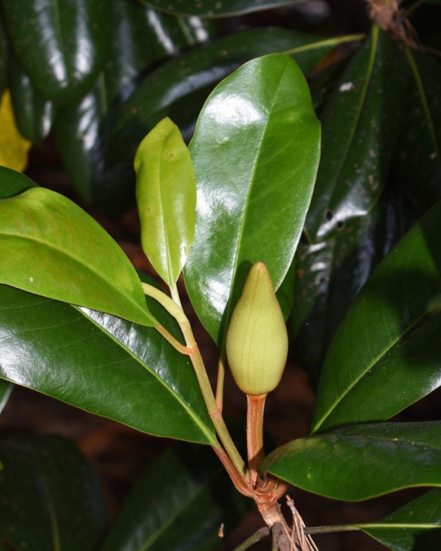 Flower bud tightly closed in July