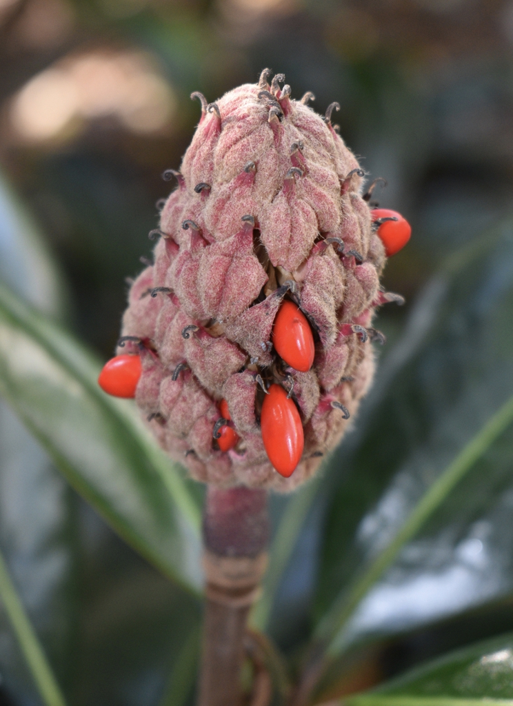 In October the red cone like fruit has bright red seed pods