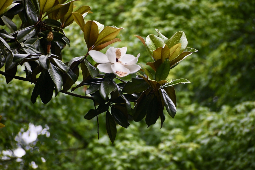 Glossy evergreen leaves with cup likd flowers
