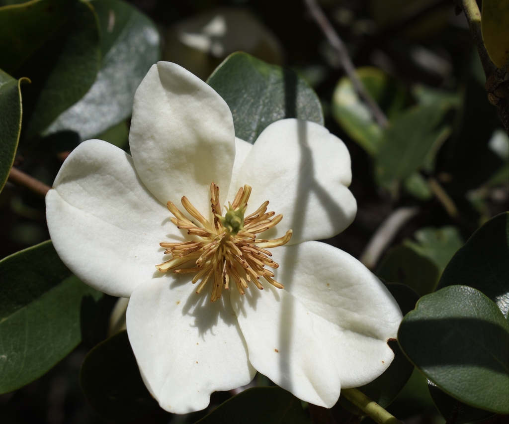 'Gail's Favorite' Flower - April 6 - Wake Co., NC