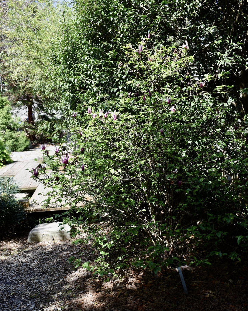 'Minnie Mouse' Form - April - Wake Co., NC