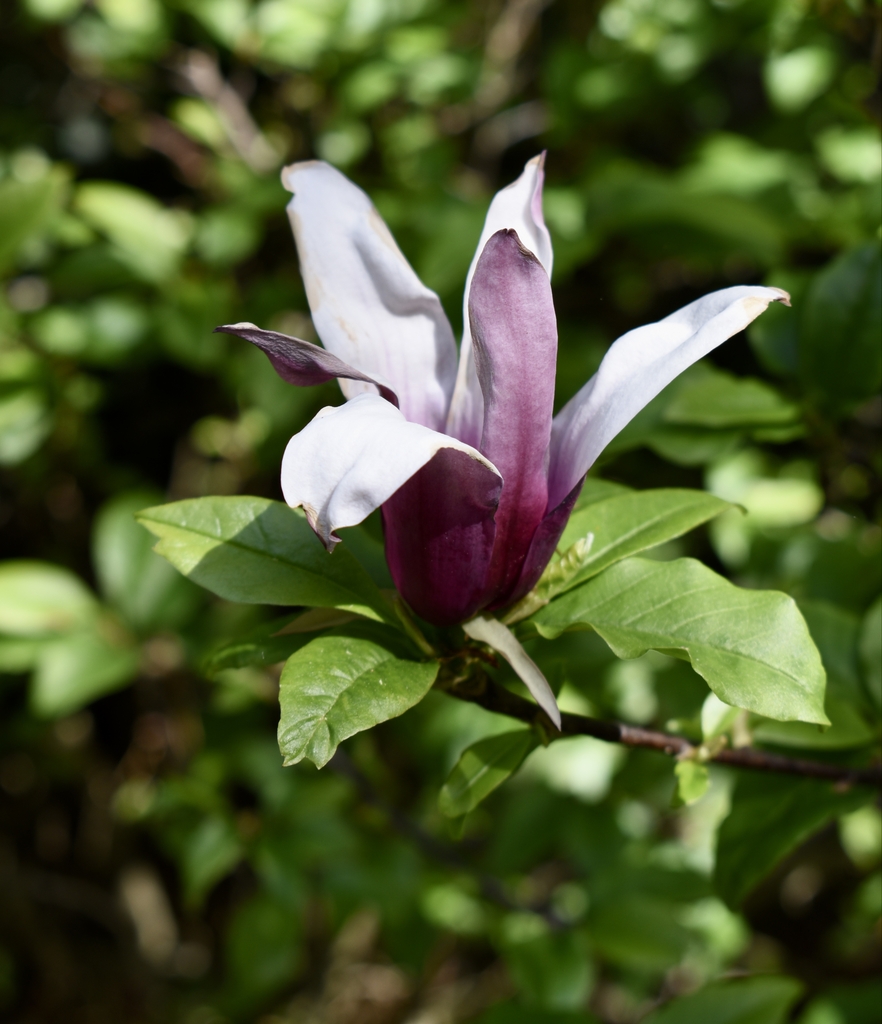 'Minnie Mouse' Flower - April - Wake Co., NC