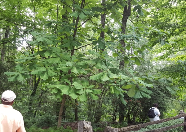 Magnolia macrophylla