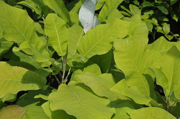 Magnolia macrophylla