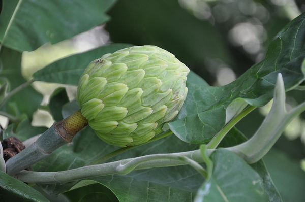 Magnolia macrophylla