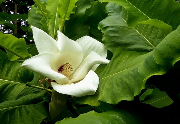 Magnolia macrophylla