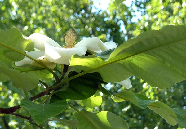 Magnolia macrophylla