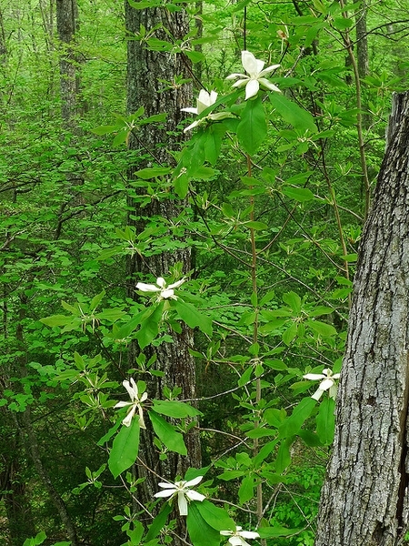 Tree with large leaves and large, solitary white flowers.