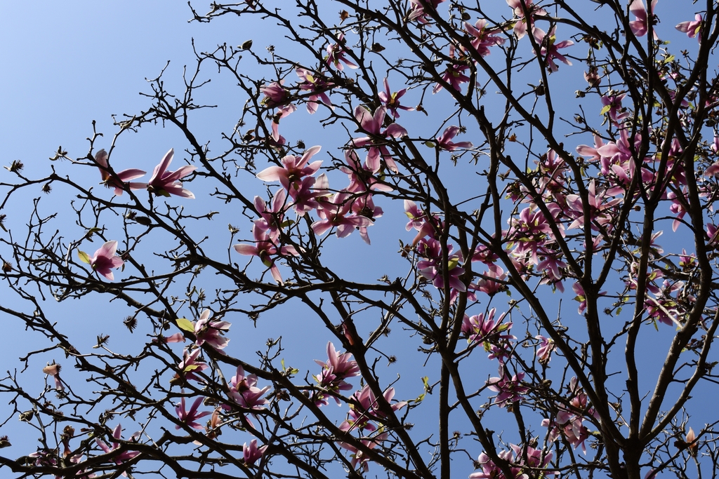 'Gresham' Branches/Flowers - Early Spring - Wake Co., NC